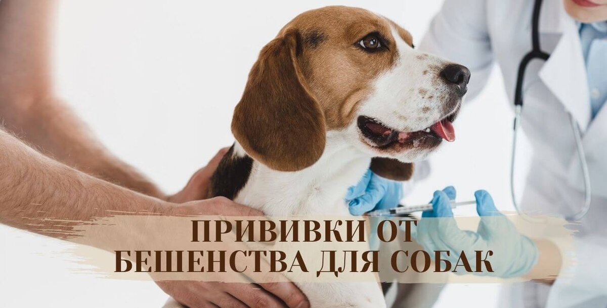 Прививка от бешенства для собак