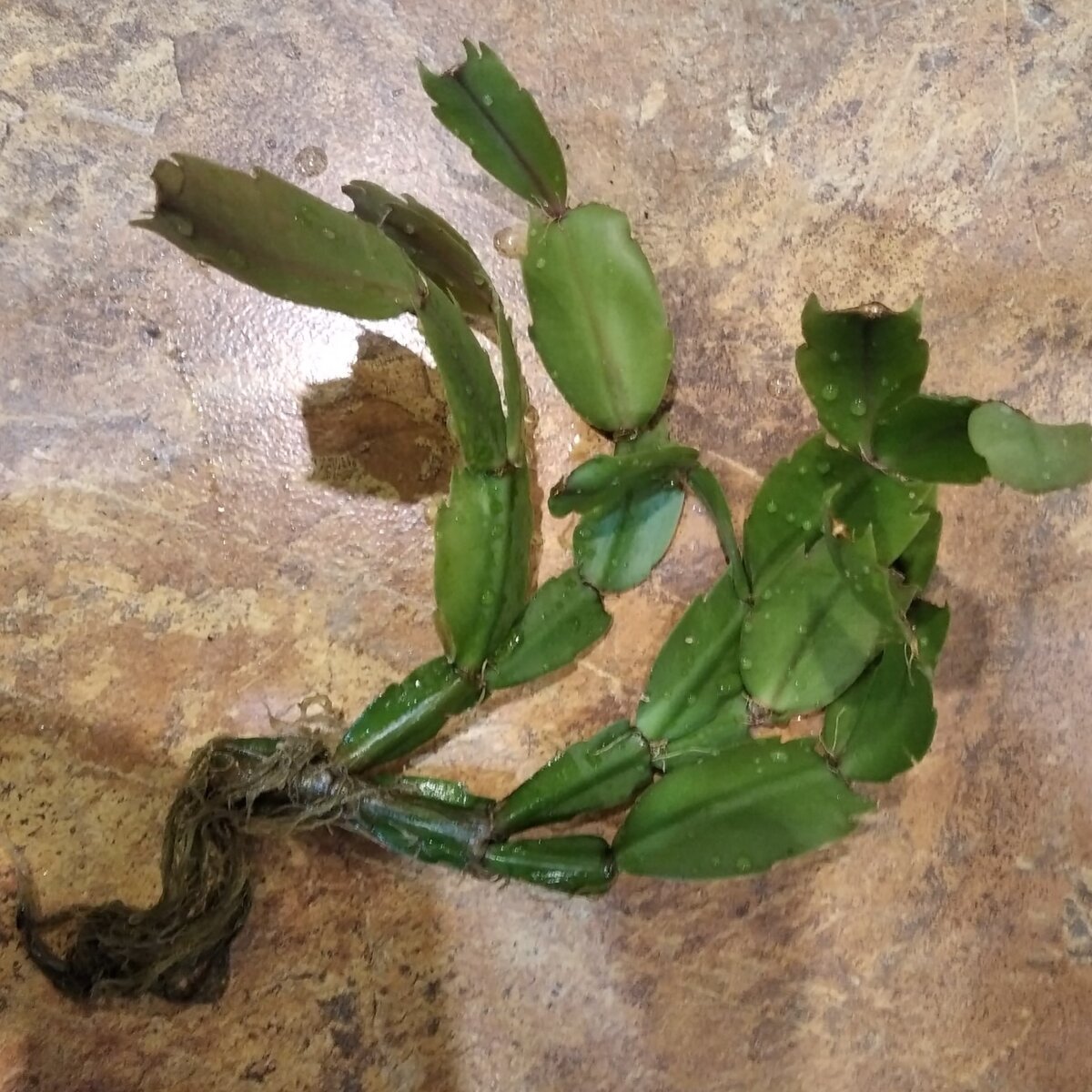 Отросток с корешками готов к посадке, материнское растение уже большое, стоит и радует родителей моего мужа