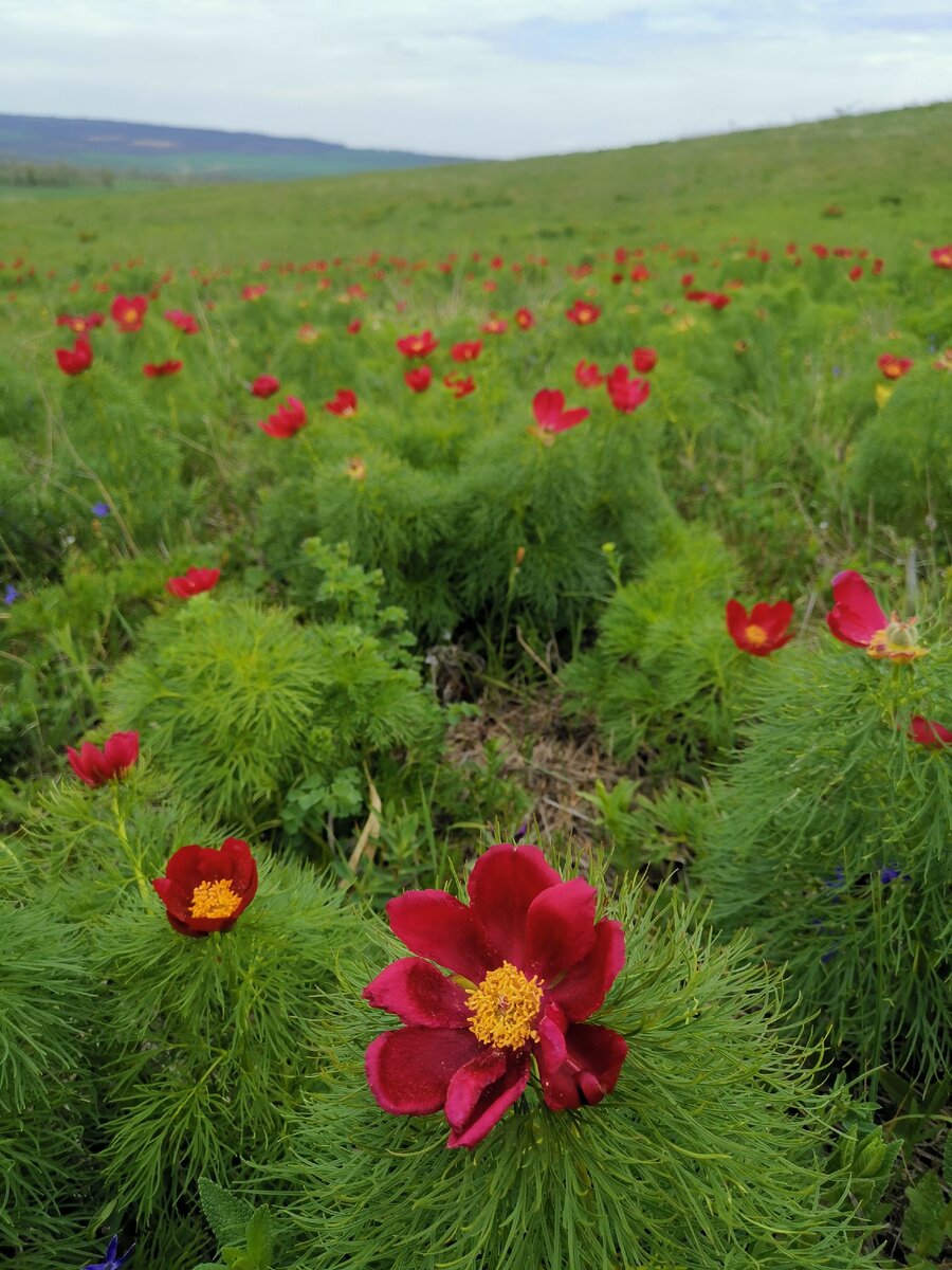 Пион узколистный