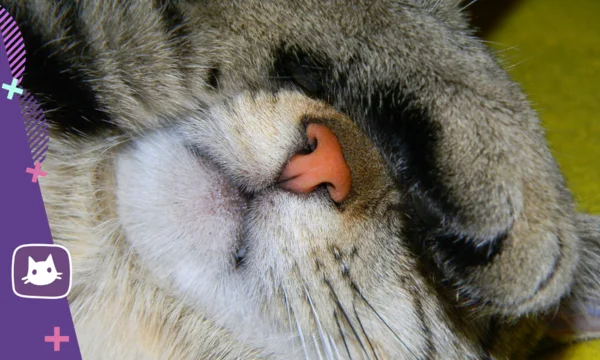 🐱Горячий нос у кошки: нужно ли волноваться | Нос, хвост, лапы | Дзен