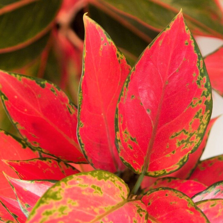 Аглаонема 'Красный слон'