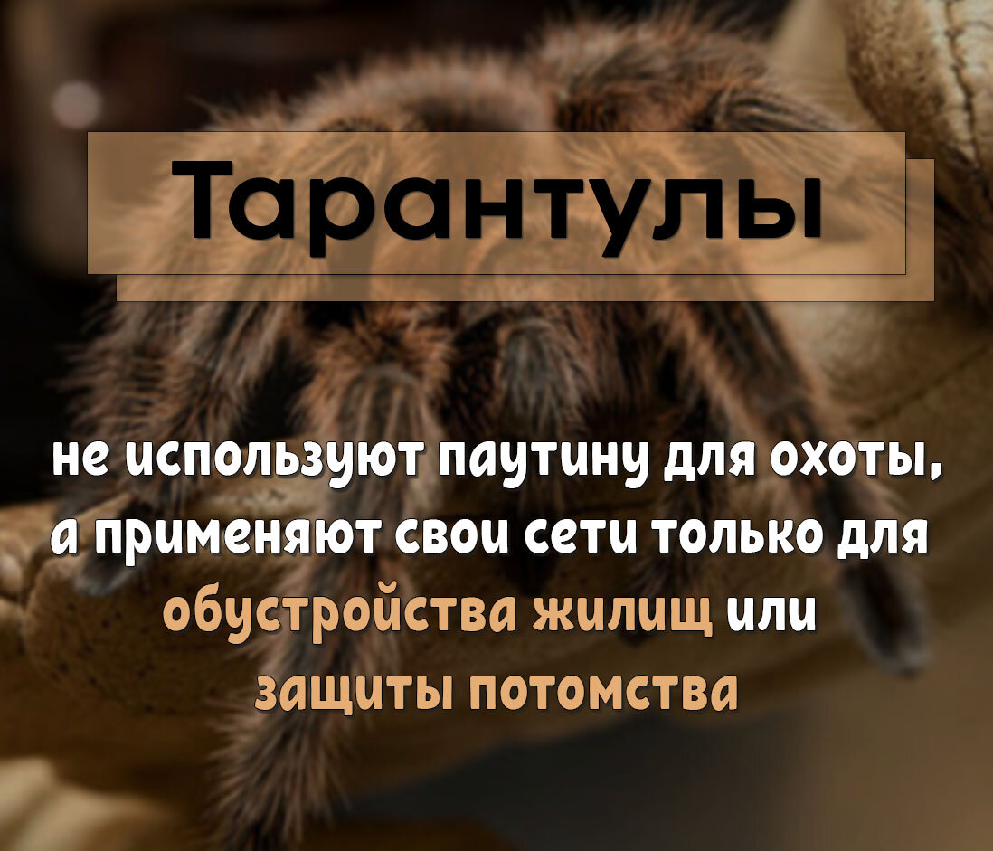 Тарантулы