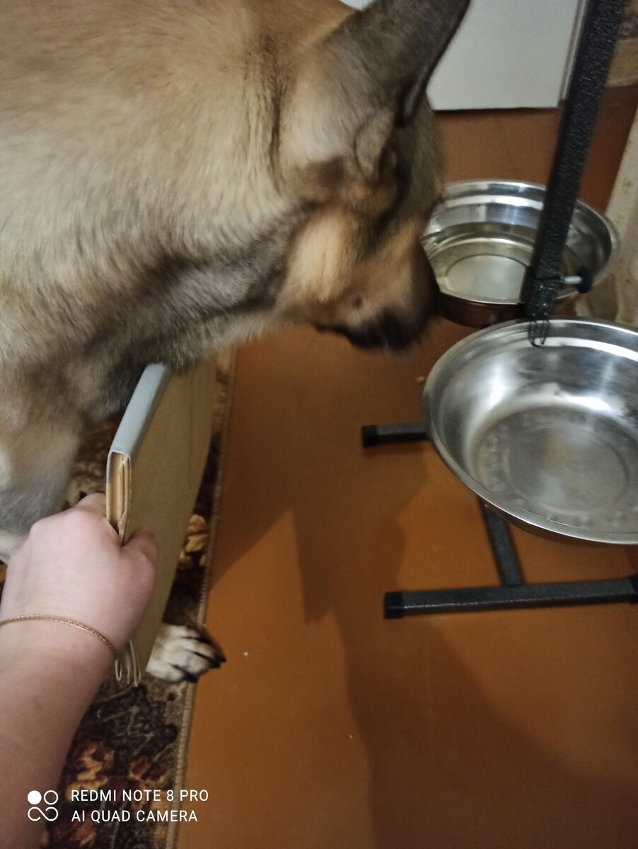 Примерно так все работает и со щенком. 