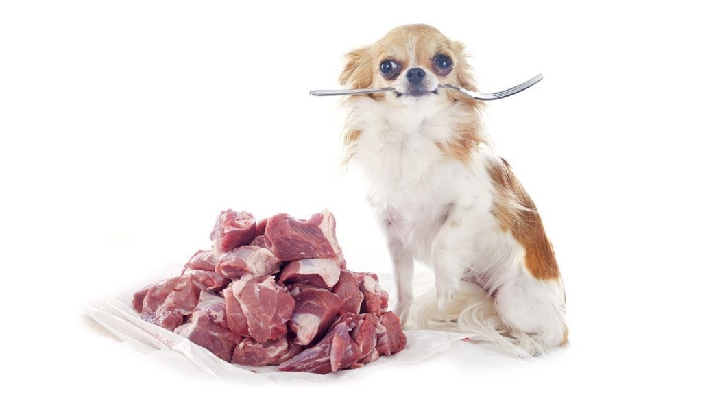 #еда для собак 