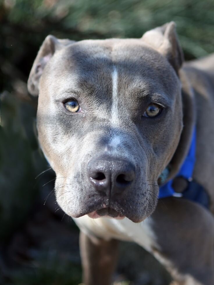 Американский питбультерьер (фото из интернета)