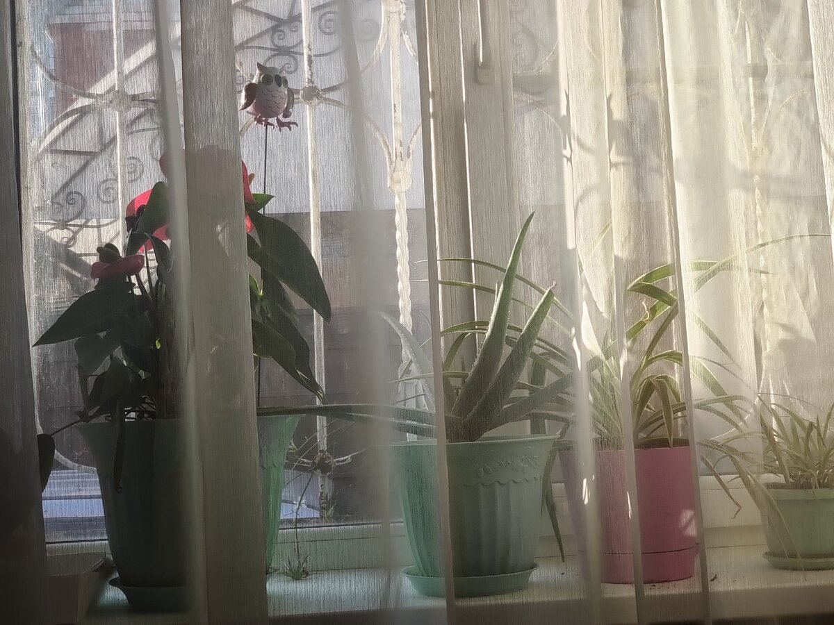 Фото Meizu 16 (сделано при двукратном увеличении)