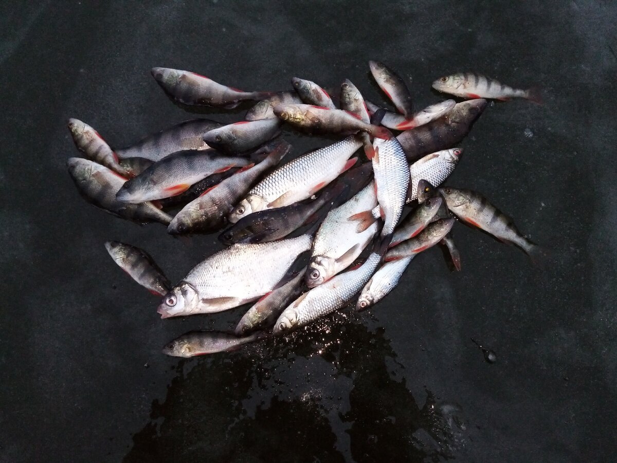 Рыбалка по первому льду