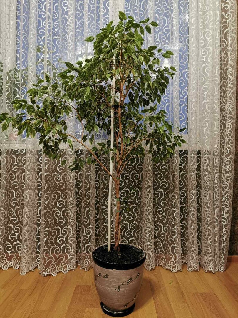 Фикус Бенджамина.