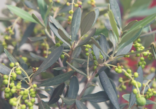 Оливковое дерево