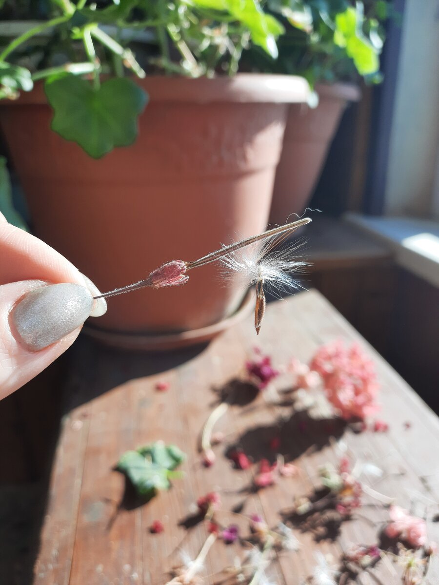 Семена Пеларгонии. Фото автора