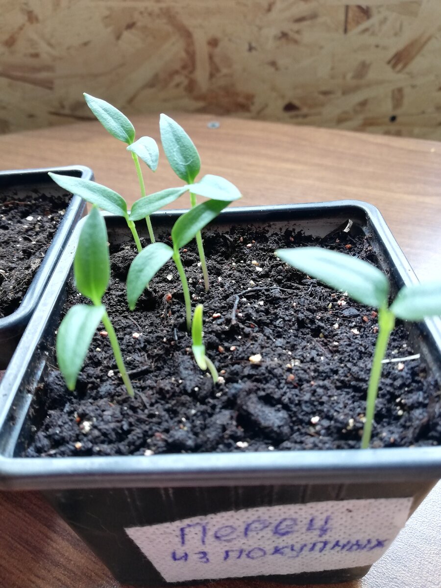 Перец от 13 февраля.