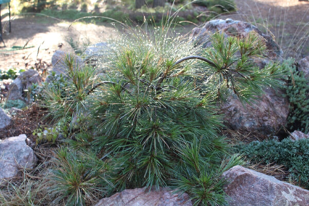 Сосна необыкновенная. Pinus strobus 'Niagara Falls'. Сосна Веймутова. Сосна Веймутова шишка. Необычные сосны.