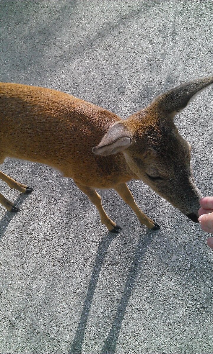 Косуля Светик, ходила за мной с утра по пятам как собачка. Увы где теперь Светик никто не знает.