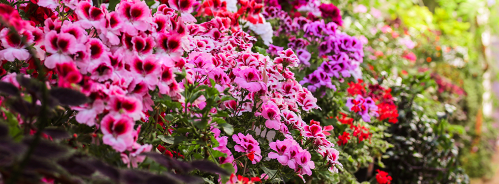 Многообразие пеларгонии