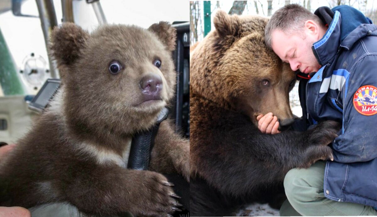 Андрей и медведь Мансур