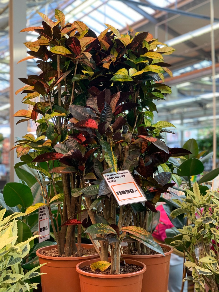 Кодиеум. Фото автора 