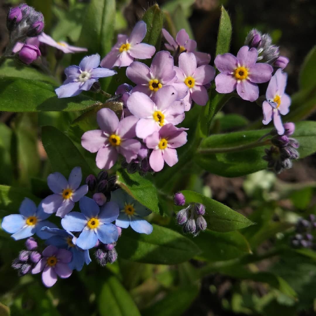 Незабудки. Фото автора