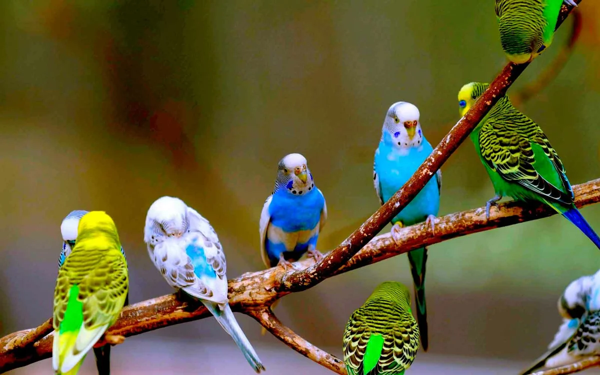 Жизнь волнистых попугаев в дикой природе | Мир путешествий | Дзен