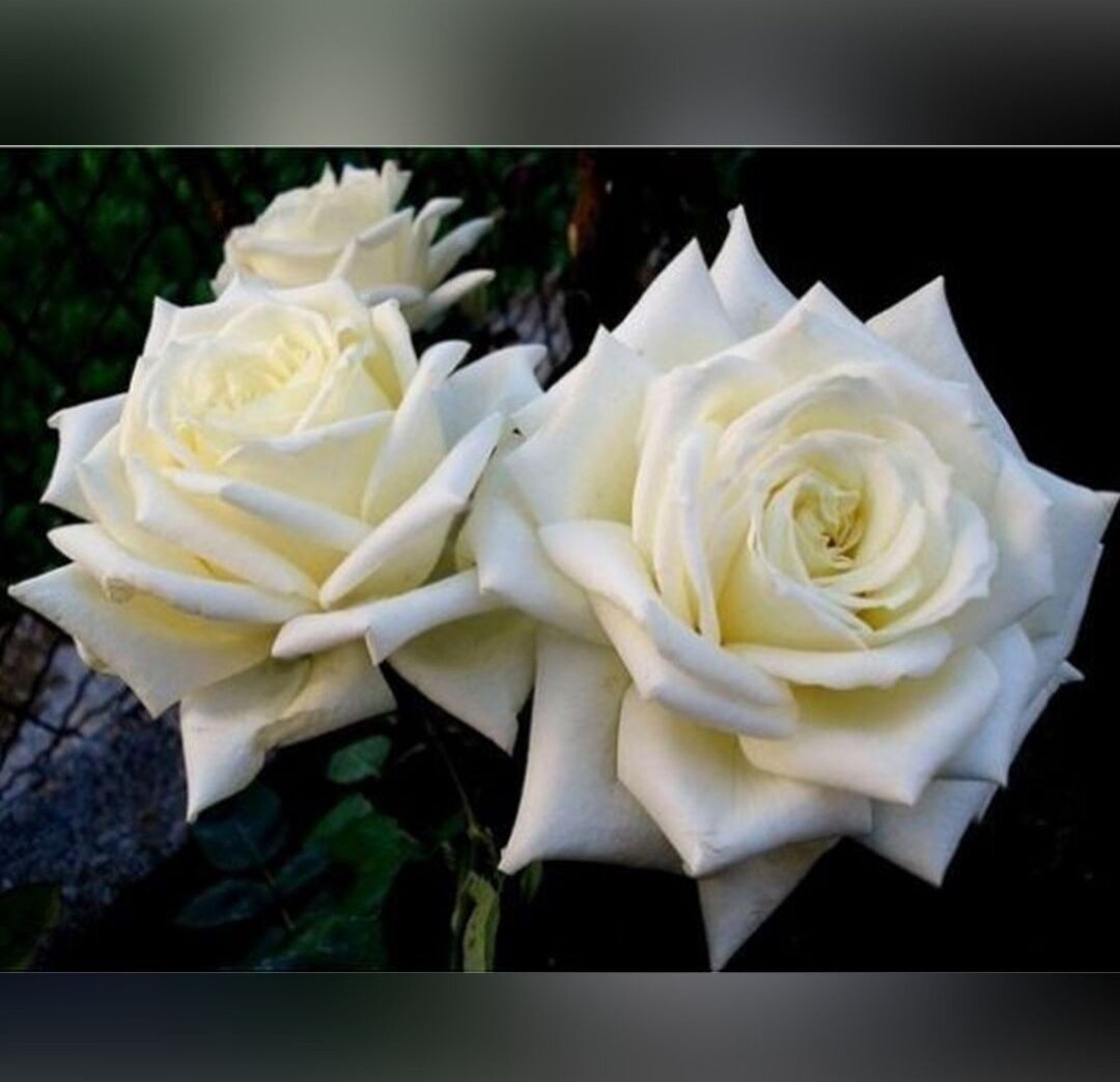 Фото с сайта  dacha34.ru