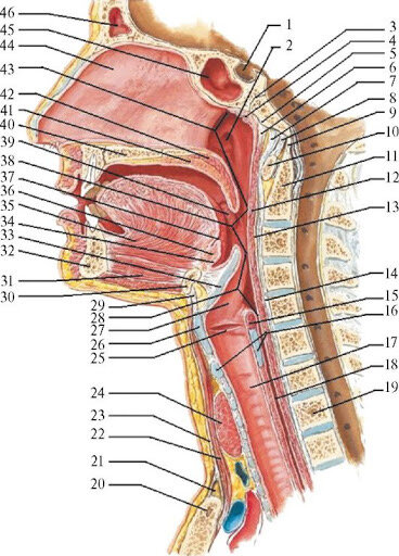 Схема строения головы и шеи
