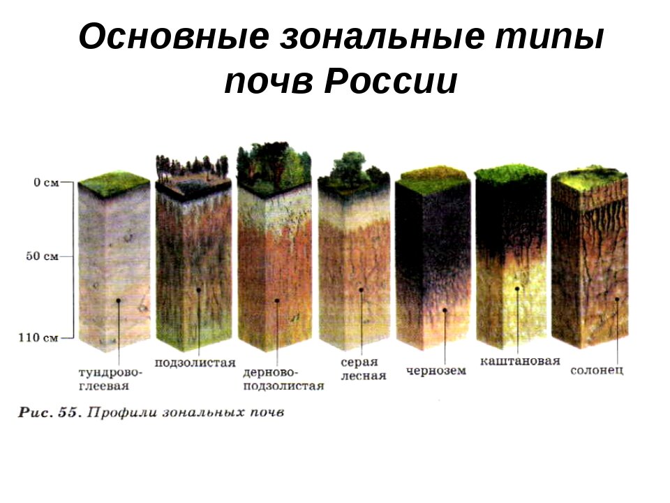 Зональные типы почв. Типы почв по плодородности. Типы почв России. Основные типы почв России.