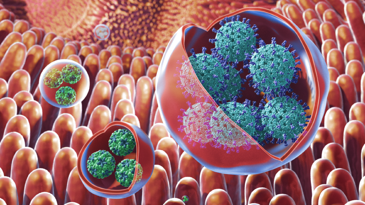 Вирусные инфекции 2021. Ротавирус под микроскопом. Вирус норовирус. Вирус ротавирус. Ротавирус и норовирус.