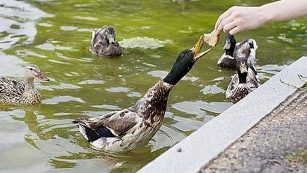 Яндекс-фото