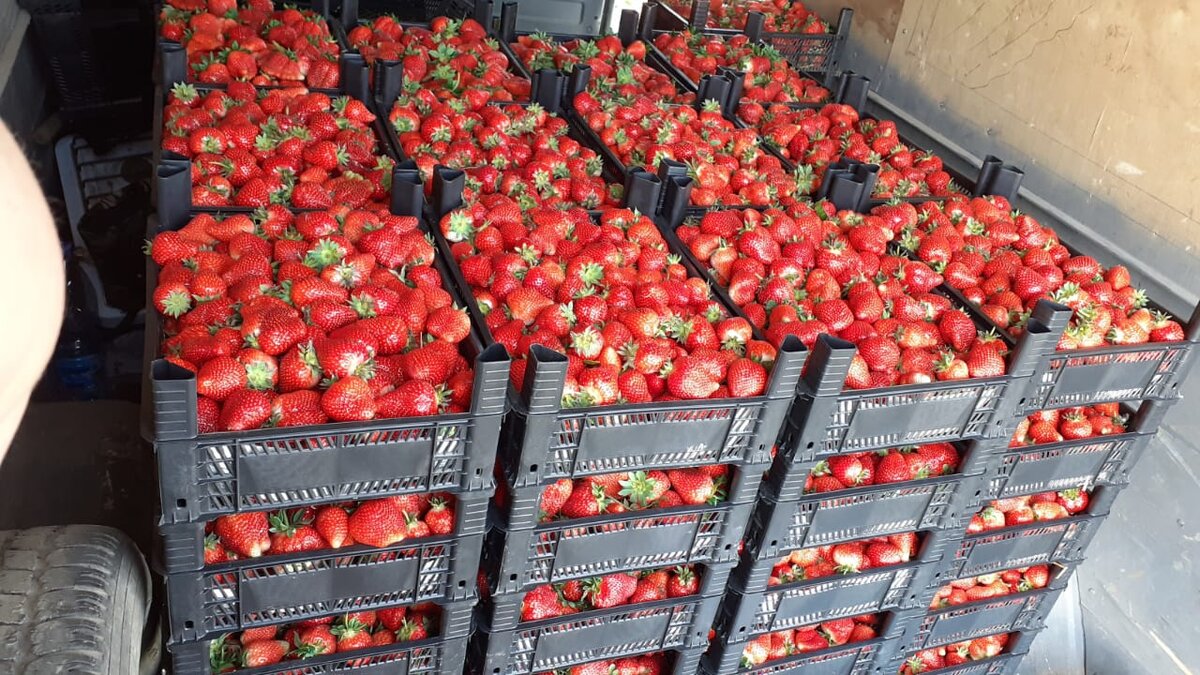 Рассада клубники Азия посажена в прошлом году, вот такой урожай мы собрали.