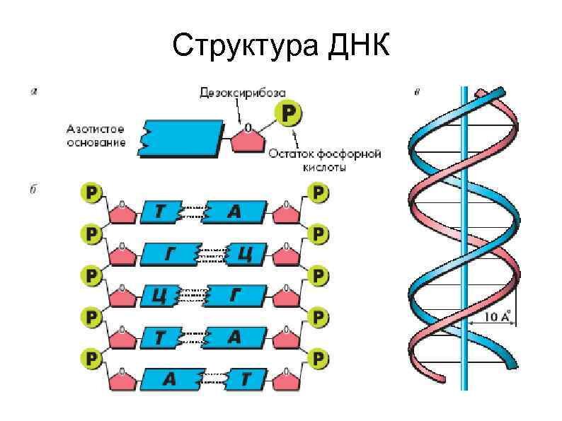 Как называется принцип расположения нуклеотидов. Схема строения молекулы ДНК. Структура цепи ДНК. Структура, строение ДНК молекулы. Схема строения молекулы ДНК С подписями.