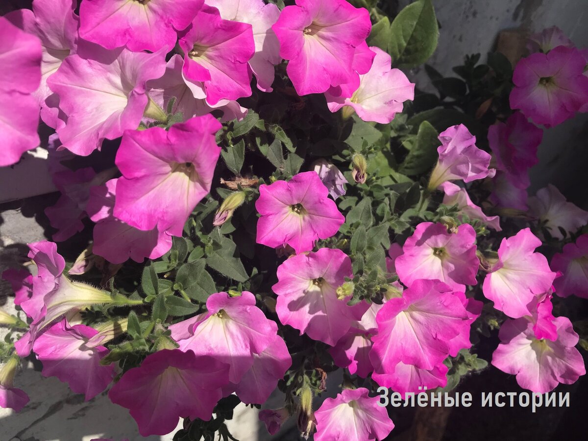 Все фото сделаны автором на своём участке