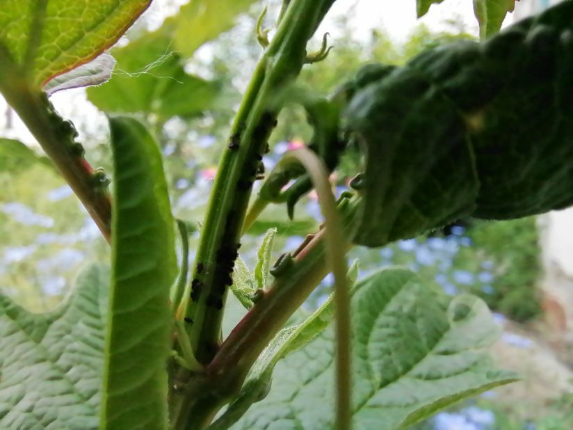 Почему калина перестала плодоносить? Как решить проблему с плодоношением кустов ягодных растений?