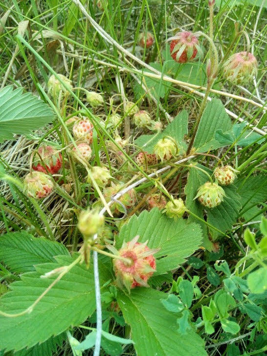 Ползуниха. Фото из личного архива