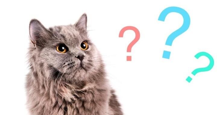 Фото из свободного доступа