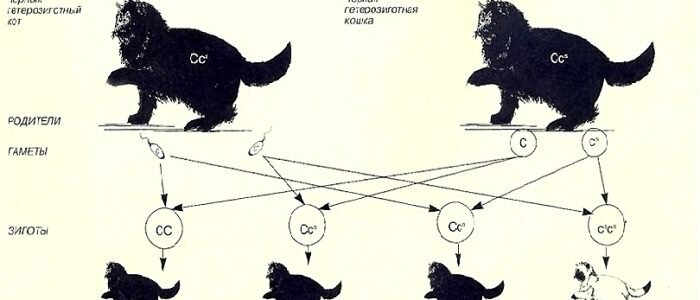Нередко для такой цели подбираются животные, которые состоят в близкородственной связи.