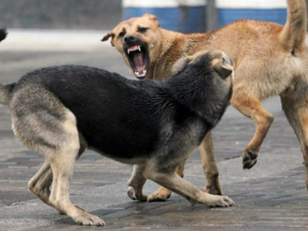 Что делать, если ты встретил стаю бродячих собак? | Алтайский государственный университет | Дзен