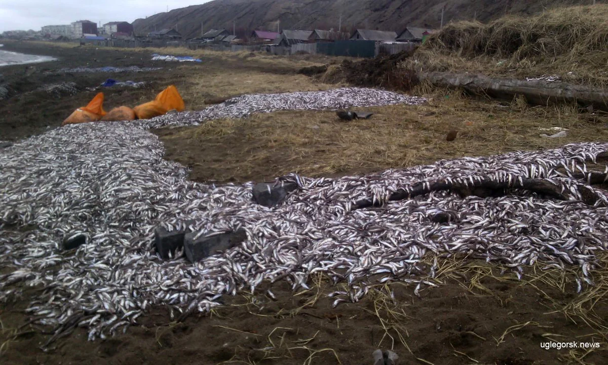 Рыба поле. Иконников Углегорск Сахалин. Выброшенная рыба на Камчатке. Выкидывают рыбу на Камчатке.