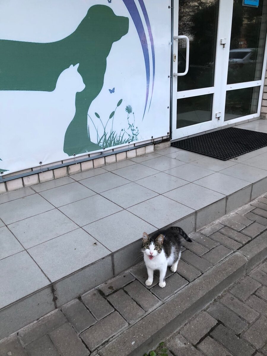 Беременная киса просит помощи