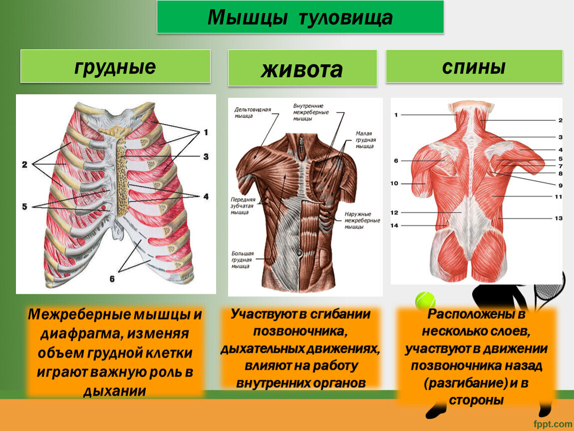 Почему болят ноги при ходьбе и шея при сидячей работе? Причина - в  перегрузке мышц из-за их неправильной работы | Причины Здоровья | Дзен