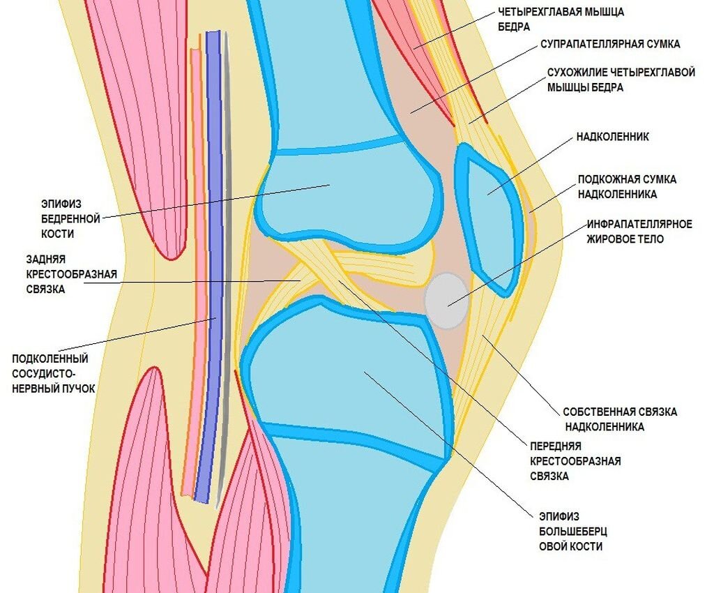 Рисунок строения коленного сустава