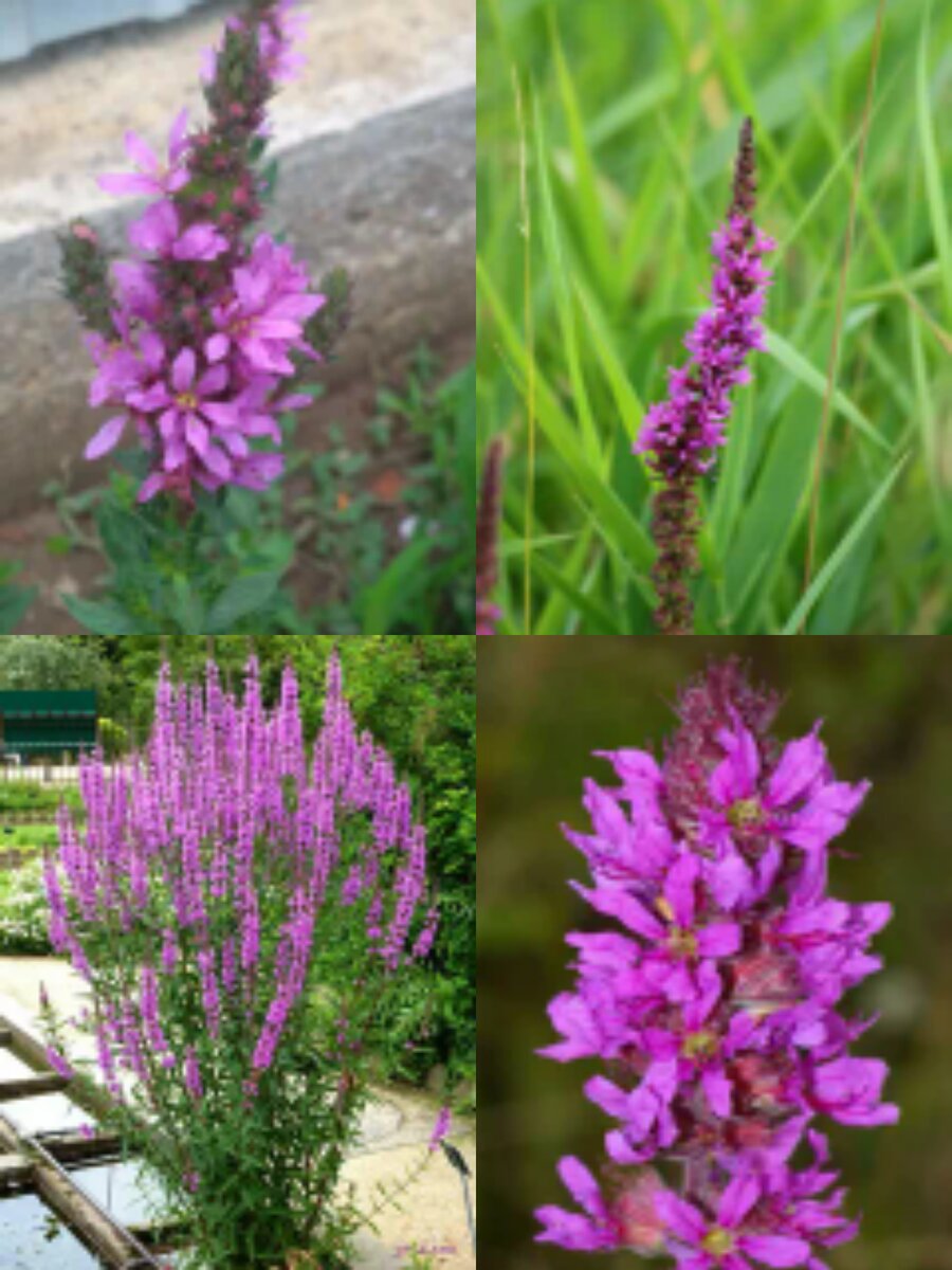 Фотоколлаж автора статьи