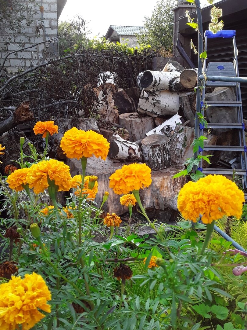 Дрова порождают новые дрова - упавшую сливу