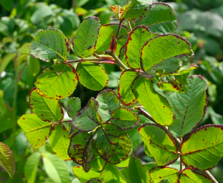 ЭТИ БОЛЕЗНИ РОЗ НЕ ЛЕЧАТСЯ! ФОТО! Успей распознать и убрать кусты пока ...