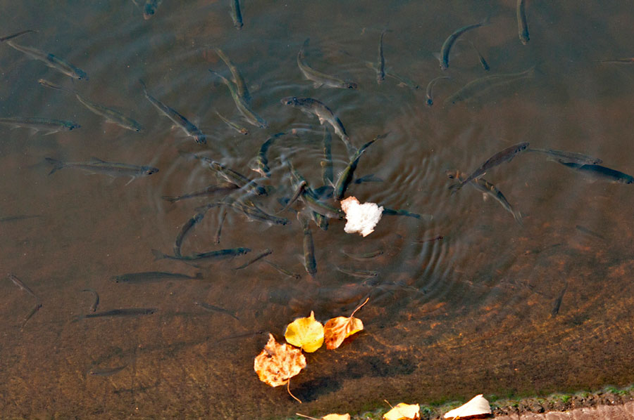 Много уклейки на поверхности воды