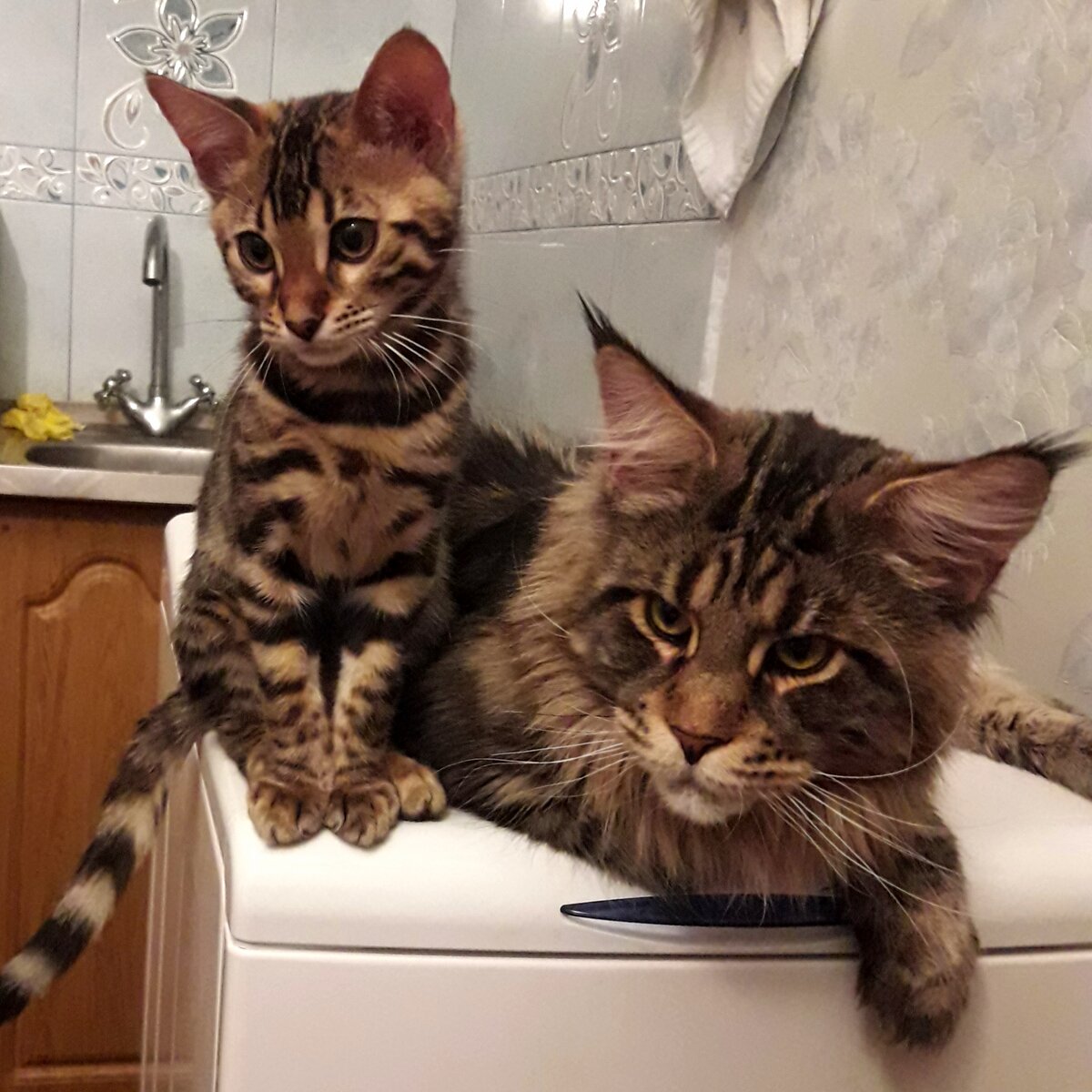 Каша и его подопечная на кухне