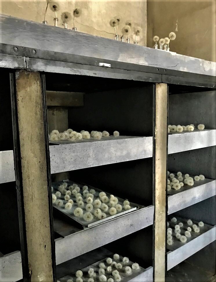 Источник: https://www.californiabychoice.com/home/dandelions-the-art-department