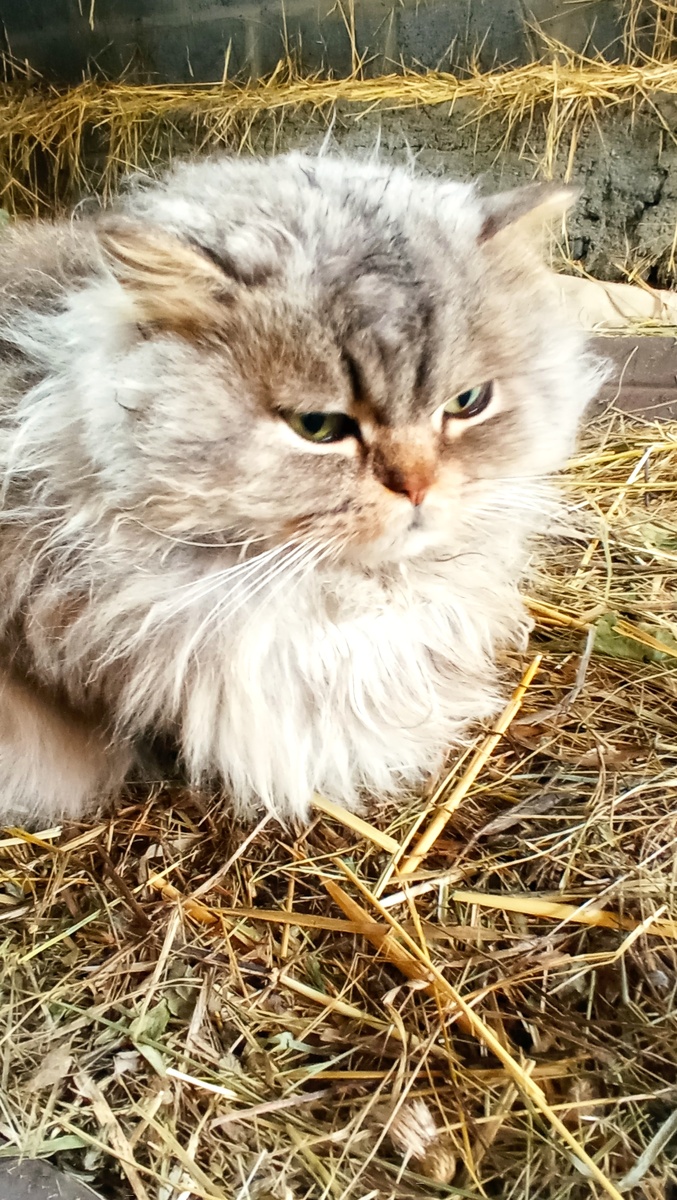 Перси.Ждет,когда уже потеплеет.