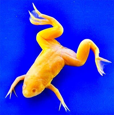 Шпорцевая лягушка