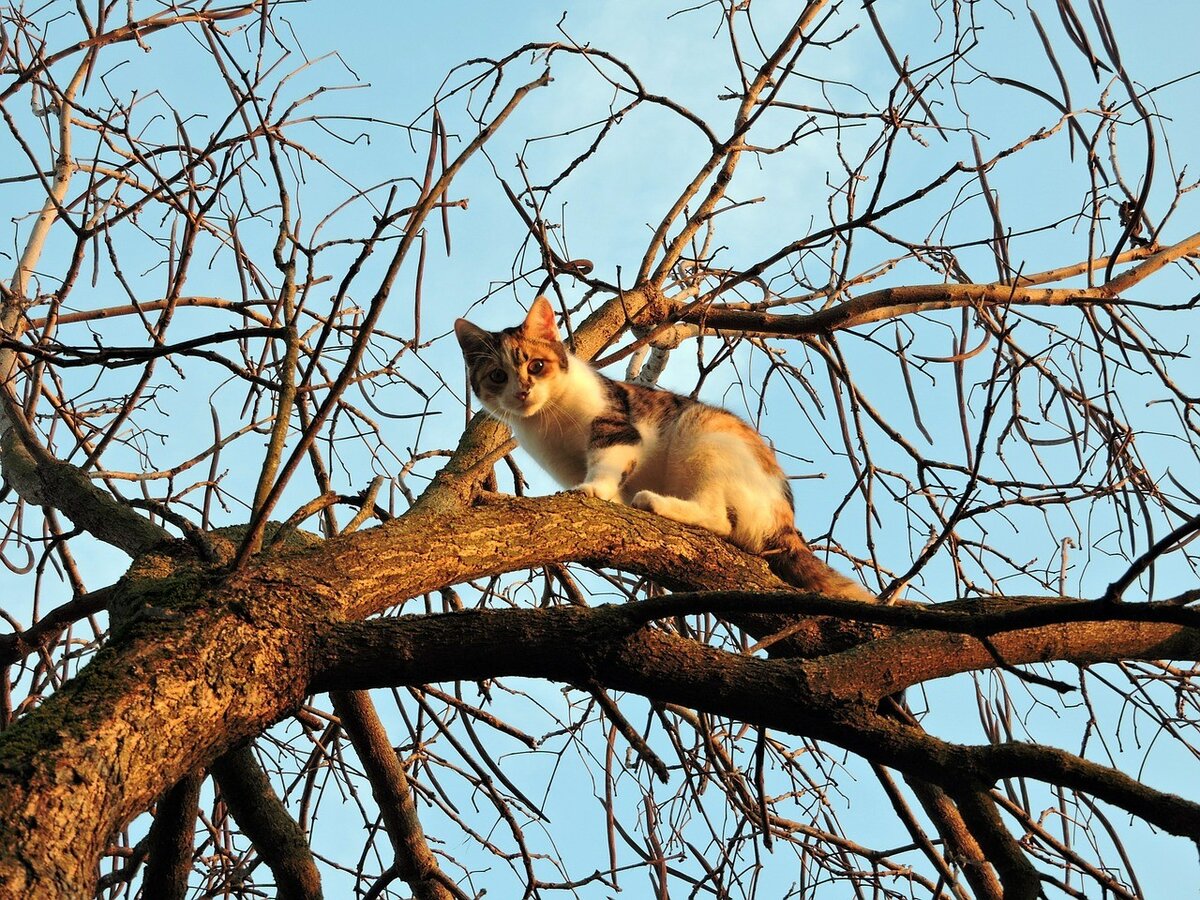 кот на стол залез