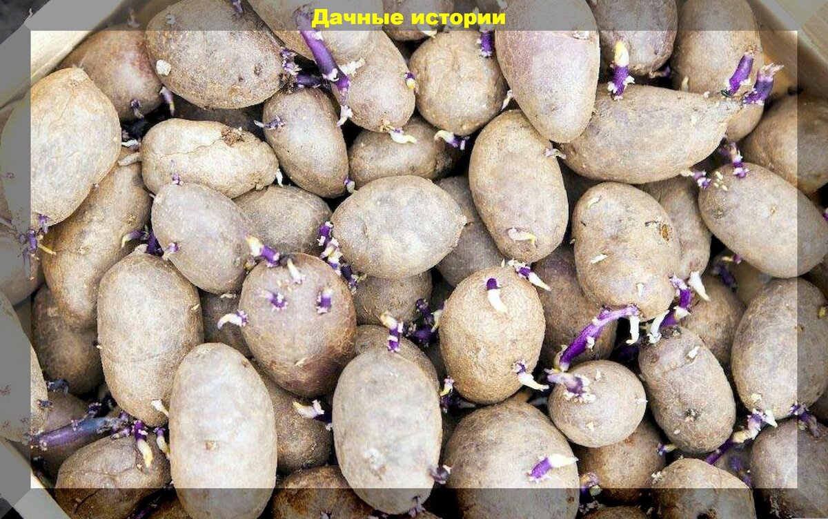 Как правильно готовить картофель к посадке: проращивание и обработка клубней от болезней и вредителей