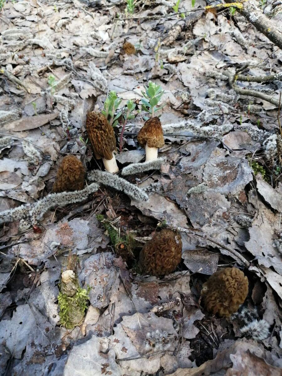 Видите сколько!